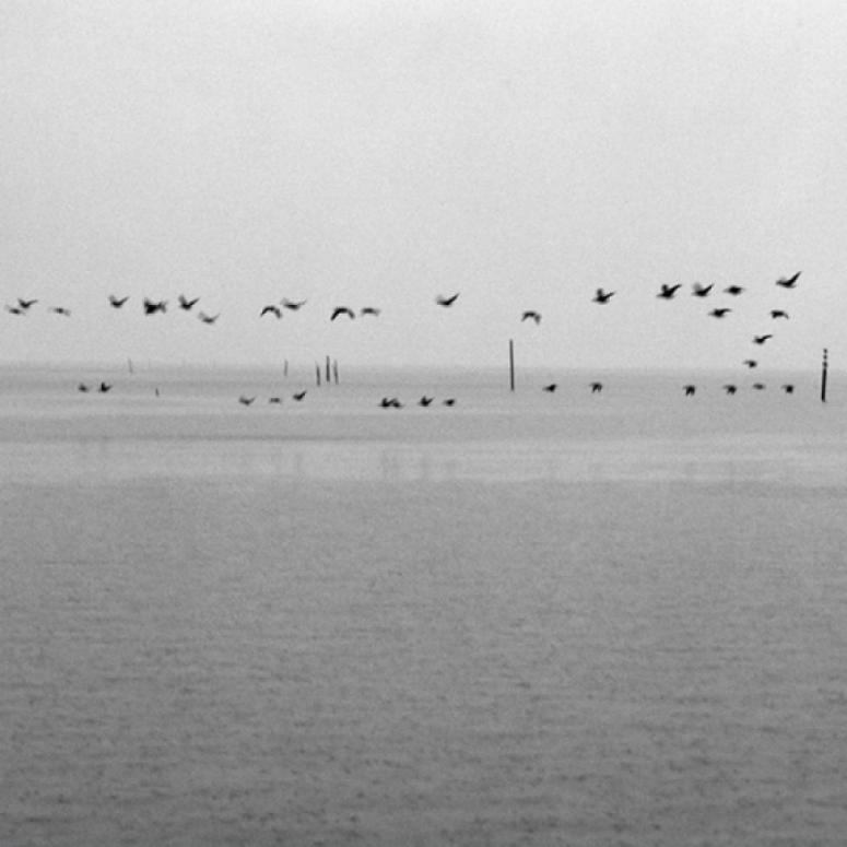 oiseaux