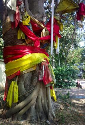 india-sacred-bodhi-pipal-ficus.jpg