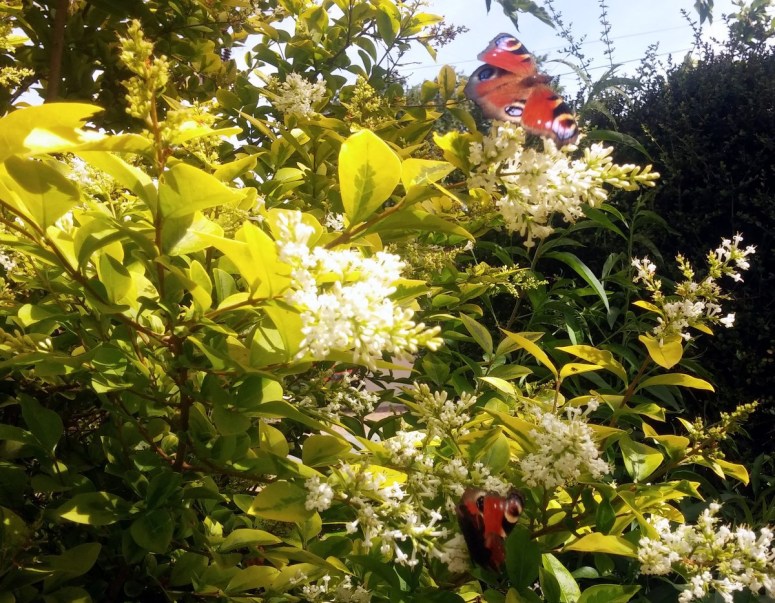 papillons.jpg