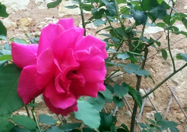 rose