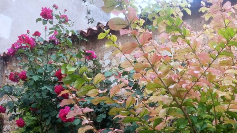 roses